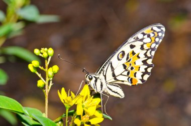 Beautiful butterfly on flower in public park, Thailand.