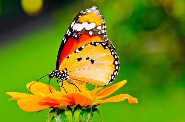 Beautiful butterfly on flower in public park, Thailand.