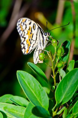 Beautiful butterfly on flower in public park, Thailand.