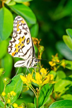 Beautiful butterfly on flower in public park, Thailand.