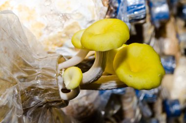 Tayland 'daki mantar çiftliğinde altın istiridye mantarı..