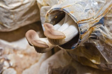 Mantar tarlasında Sajor-caju mantarı, Tayland.