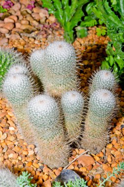 Tayland 'daki Yaşlı Kadın İğneliği' ne yaklaş..