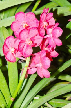 Ascocenda Melez Orkide Çiçeği, Tayland.