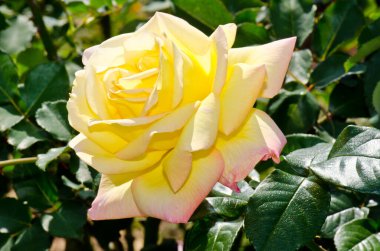 Close up of yellow rose, Thailand.