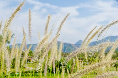 Doğadaki çimen çiçeği, Tayland.