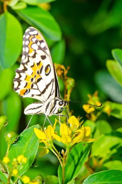 Beautiful butterfly on flower in public park, Thailand.