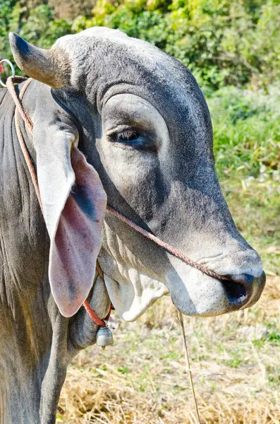 Tayland 'da yeşil tarlada inek portresi.