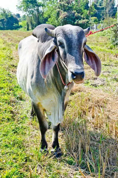 Tayland 'da yeşil tarlada inek portresi.