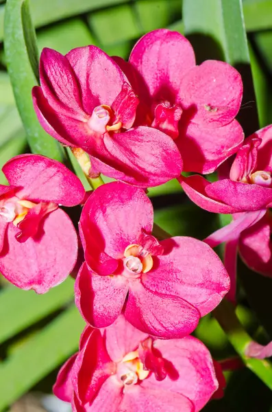 Ascocenda Melez Orkide Çiçeği, Tayland.
