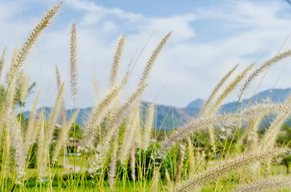 Doğadaki çimen çiçeği, Tayland.