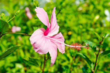 Tayland 'ın bahçesinde pembe bir çiçek..