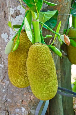 Ağaçta Jackfruit, Tayland meyvesi