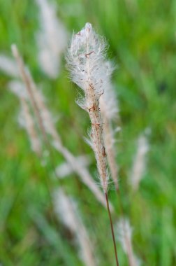 Doğadaki çimen çiçeği, Tayland.