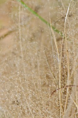 Kuru çimen çiçeği doğada, Tayland.