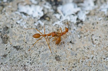 Tayland 'daki kırmızı karıncayı kapatın..