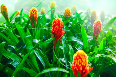 Macro Serisi: Sabah sisi ve örümcek ağlarının ortasındaki renkli kırmızı Guzman kozalaklı bitki. Güzel kırmızı çiçekler. Serinletici bahçe atmosferi.