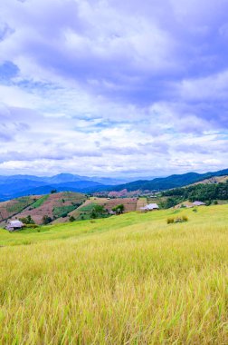 Pa Bong Piang Rice Terraces at Chiang Mai Province, Thailand.
