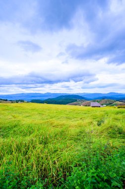 Pa Bong Piang Rice Terraces at Chiang Mai Province, Thailand.