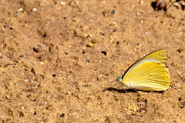 Pang Si-Da Ulusal Parkı 'nda Kelebek, Sakaeo, Thiland