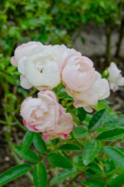 Beyaz gülleri kapat, Tayland.