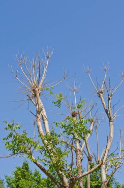 Ağaçların tepesinde mavi gökyüzü, Tayland.