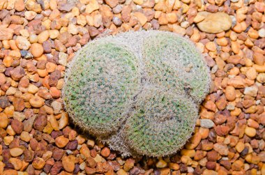 Mammillaria microthele Mart, Tayland 'a yakın..
