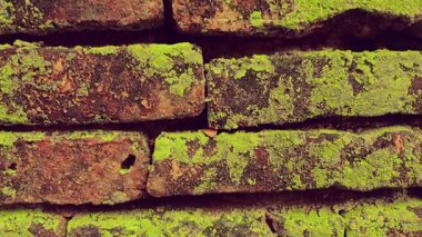 Yosun kaplı antik tuğla duvar. Eski kırmızı tuğla duvarın yüzeyi. Retro tapınak duvarını kapatın.