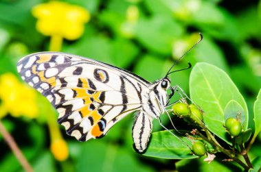 Tayland, halk parkında güzel bir kelebek