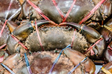Tayland 'daki deniz ürünleri pazarında taze yengeç.