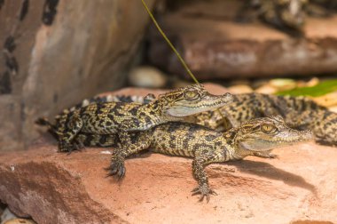 Genç Siyam Timsahı Rock, Tayland 'da