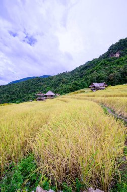 Pa Bong Piang Rice Terraces at Chiang Mai Province, Thailand.