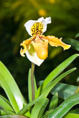 Paphiopedilum 'un (bayanın terliği) bahçedeki yakın çekimi, Tayland.