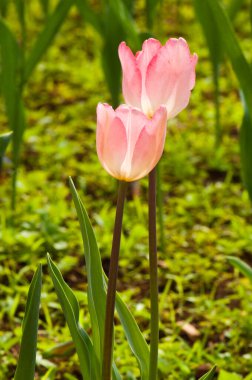 İki güzel pembe lalenin yakın çekimi, Tayland.