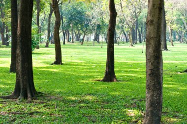 Kamu parkının manzarası, Tayland.