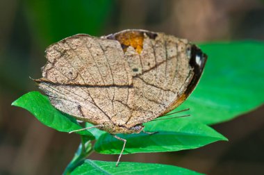 Kahverengi kelebek yeşil yaprak, Tayland.