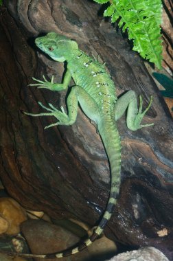 Yeşil Basilisk Kertenkelesi, Tayland.