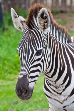 Tayland 'daki yeşil alanda Zebra' nın başı.