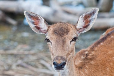 Tayland 'ın geyik başı.