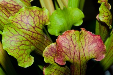 Yaprak dokusunu kapat, Tayland.