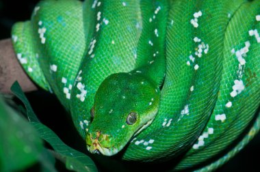 Tayland, hayvanat bahçesindeki Yeşil Ağaç Pitonuna yakın çekim.