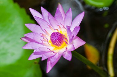 Yeşil ekran ile mor nilüfer çiçeği, Tayland.