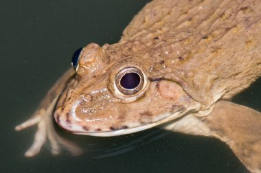 Tayland Kurbağası, Tayland.