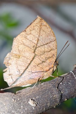 Kahverengi dalda kahverengi kelebek, Tayland.