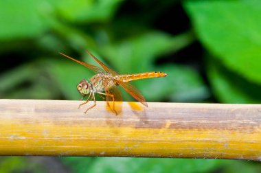 Tayland 'da kahverengi yusufçuğa yakın çekim.