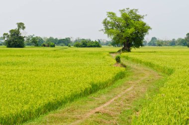 Yeşil pirinç tarlası olan büyük ağaca giden yol, Tayland..