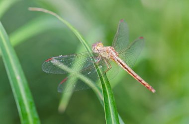 Yeşil arka planda yakın plan yusufçuk, Tayland.