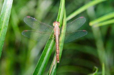 Yeşil arka planda yakın plan yusufçuk, Tayland.