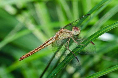 Yeşil arka planda yakın plan yusufçuk, Tayland.