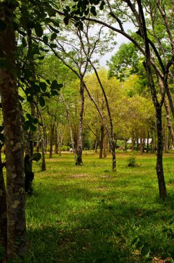 Tayland, ulusal parktaki yeşil orman.